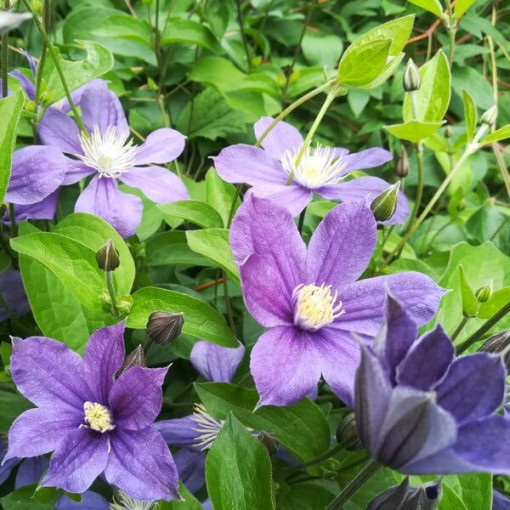 Clematis Arabella (trvalka) POKRYVNÝ  2L