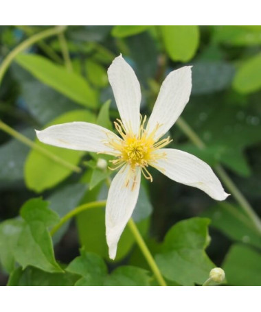 Clematis Anita (botanický)  2L