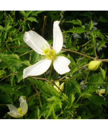 Clematis Anita (botanický)  2L