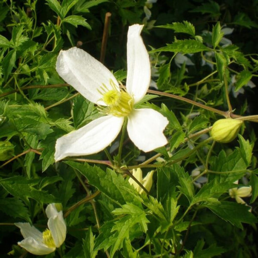 Clematis Anita (botanický)  2L