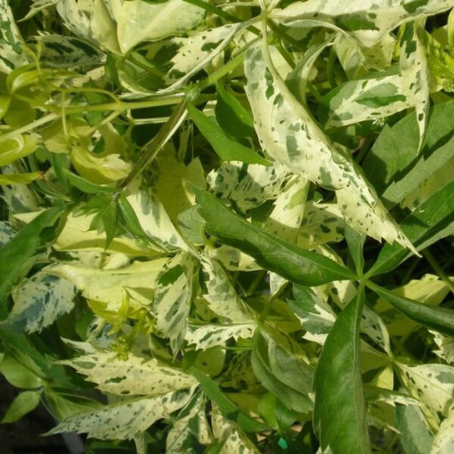 Pnoucí réva Star Showers (pěticípá), 2L květináč