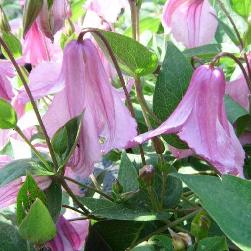 Clematis Alionushka  2L