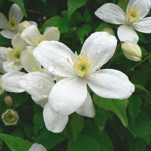 Clematis Alba  2L