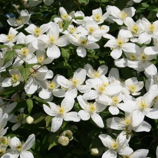 Clematis Alba  2L