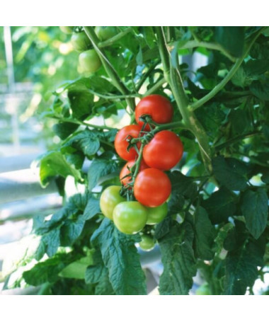 Rajče 'Tolek Wysoki'