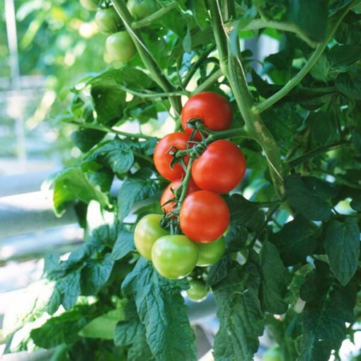 Rajče 'Tolek Wysoki'