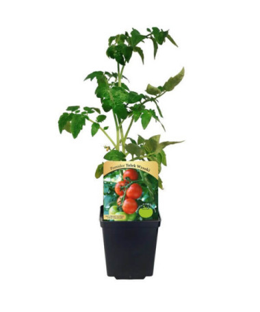 Rajče 'Tolek Wysoki'