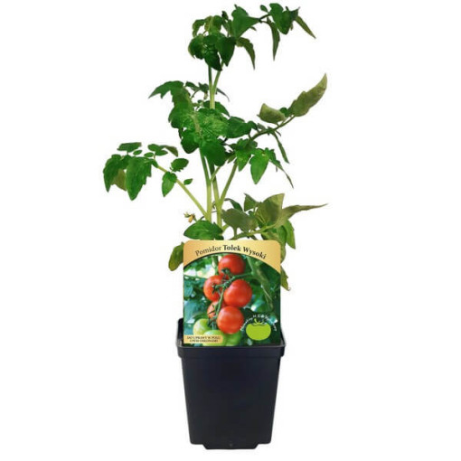 Rajče 'Tolek Wysoki'