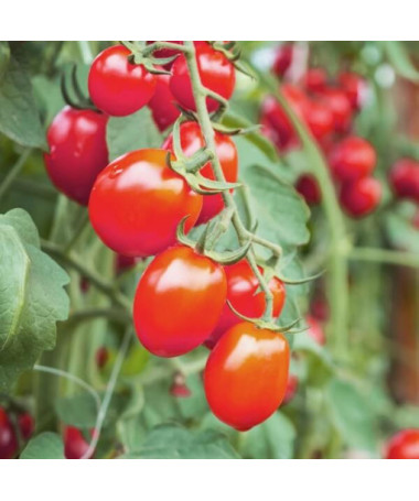 Rajče 'Malinowy Smaczek'