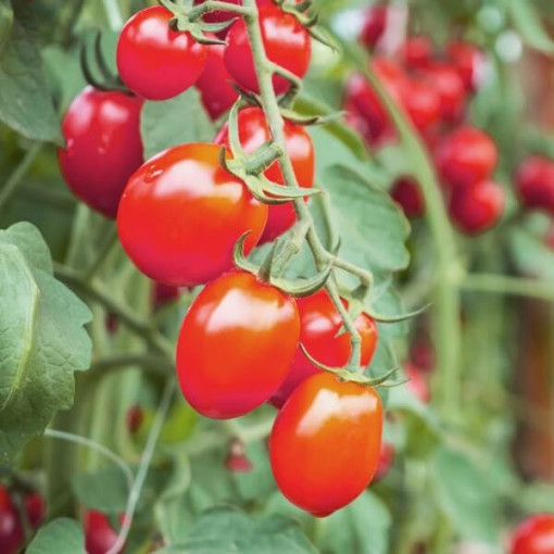 Rajče 'Malinowy Smaczek'