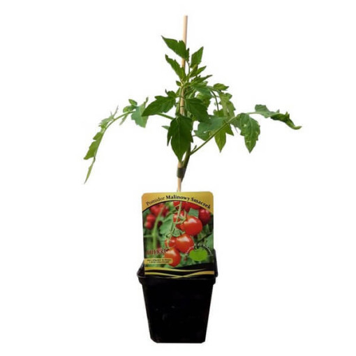 Rajče 'Malinowy Smaczek'