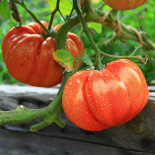 Malinové rajče 'Rodeo'