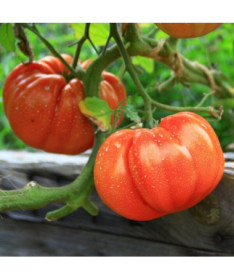 Malinové rajče 'Rodeo'