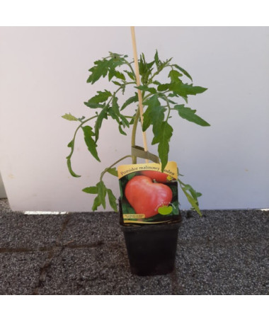 Malinové rajče 'Rodeo'