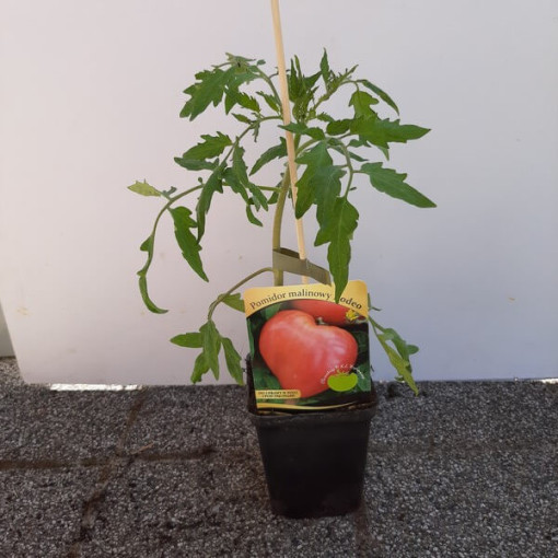 Malinové rajče 'Rodeo'