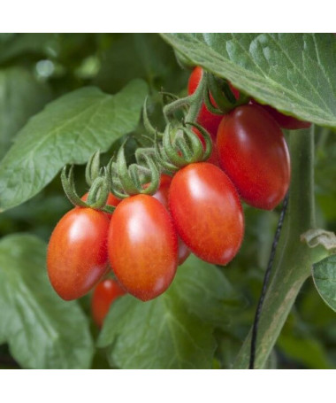 Rajče 'Malinowy Kapturek'