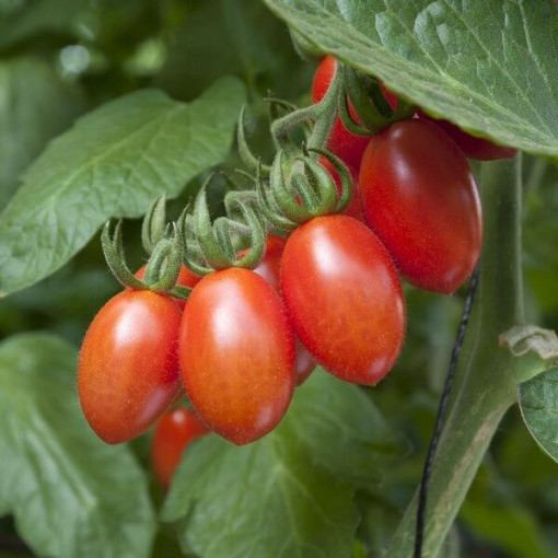 Rajče 'Malinowy Kapturek'