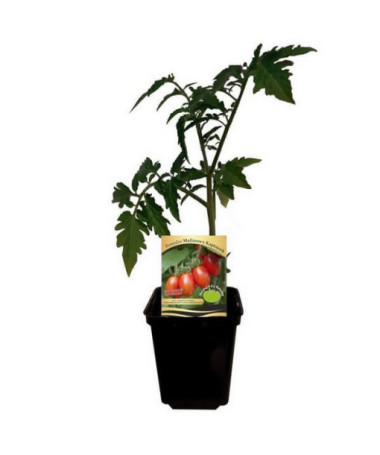 Rajče 'Malinowy Kapturek'