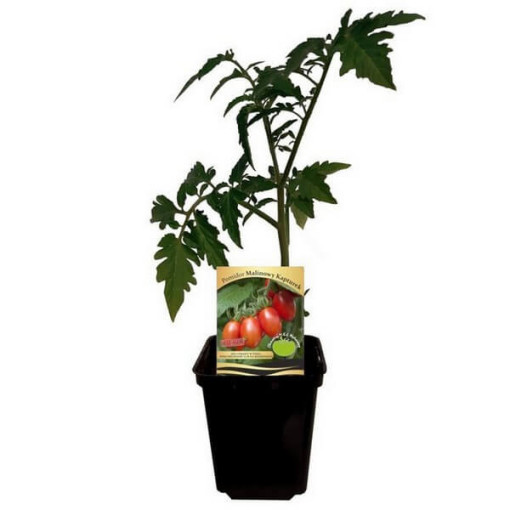 Rajče 'Malinowy Kapturek'