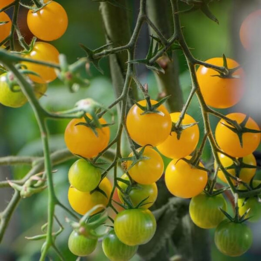 Rajče 'Cytrynek Groniasty'