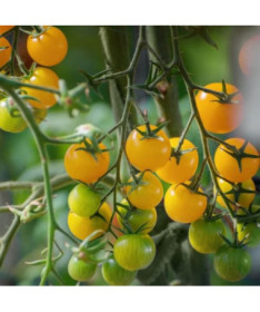 Rajče 'Cytrynek Groniasty'