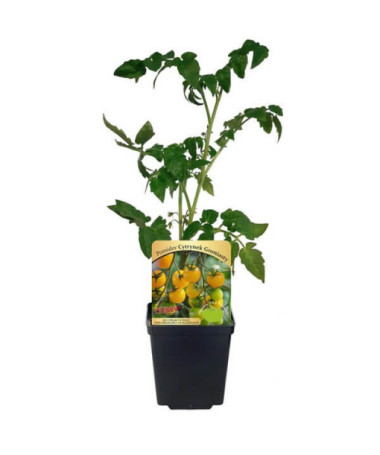 Rajče 'Cytrynek Groniasty'