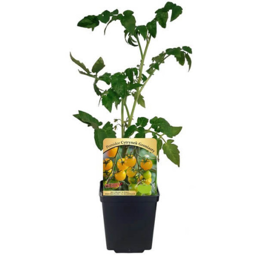 Rajče 'Cytrynek Groniasty'