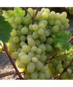 Réva Arkadia, 2L květináč