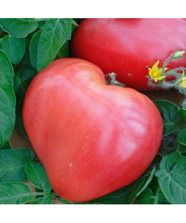 Rajče 'Bawole Serce' (Býčí srdce)