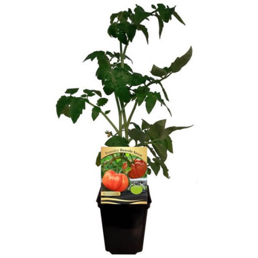 Rajče 'Bawole Serce' (Býčí srdce)