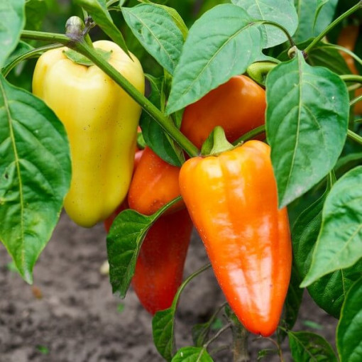 Paprika 'Monanta'