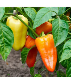Paprika 'Monanta'