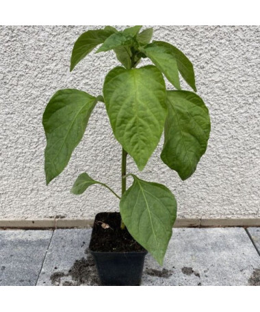 Paprika 'Monanta'
