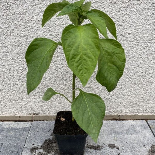 Paprika 'Monanta'