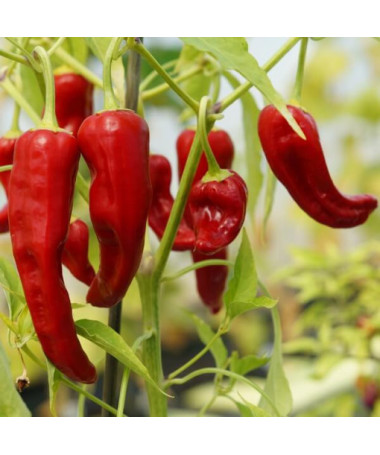 Paprika 'De Cayenne'