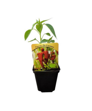 Paprika 'De Cayenne'