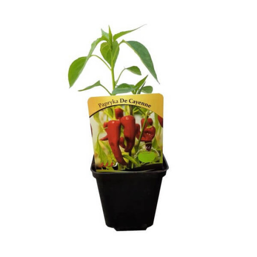 Paprika 'De Cayenne'
