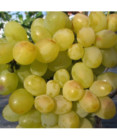 Réva Arkadia, 2L květináč