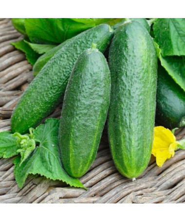 Okurka 'Monika'