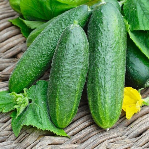 Okurka 'Monika'