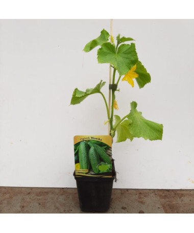 Okurka 'Monika'