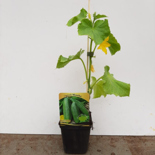 Okurka 'Monika'