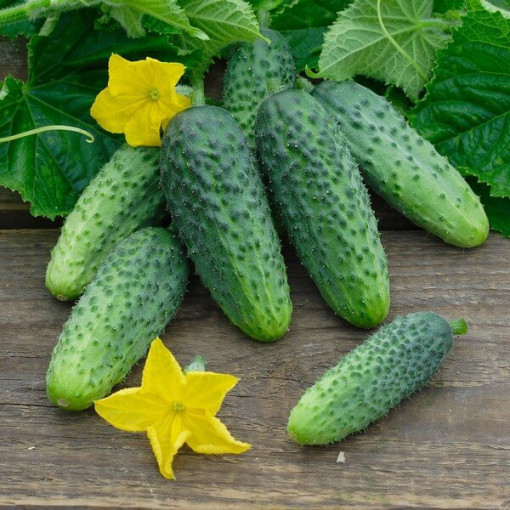 Okurka 'Vert Petit de Paris'