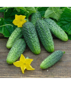 Okurka 'Vert Petit de Paris'