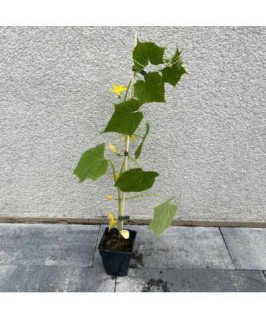 Okurka 'Vert Petit de Paris'