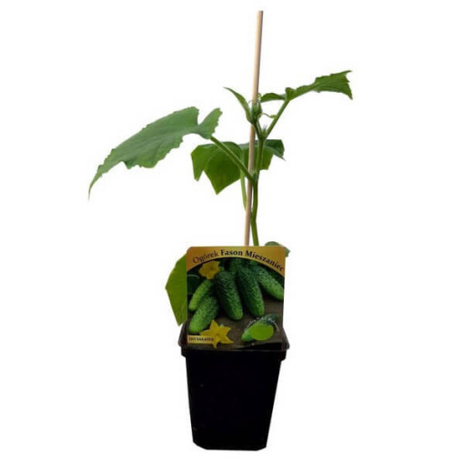 Okurka 'Vert Petit de Paris'