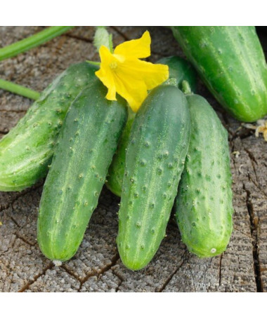 Okurka 'Soplica'