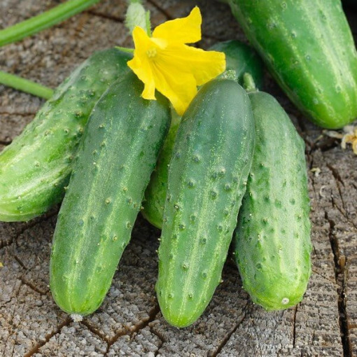 Okurka 'Soplica'