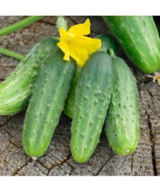 Okurka 'Soplica'