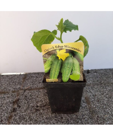 Okurka 'Soplica'